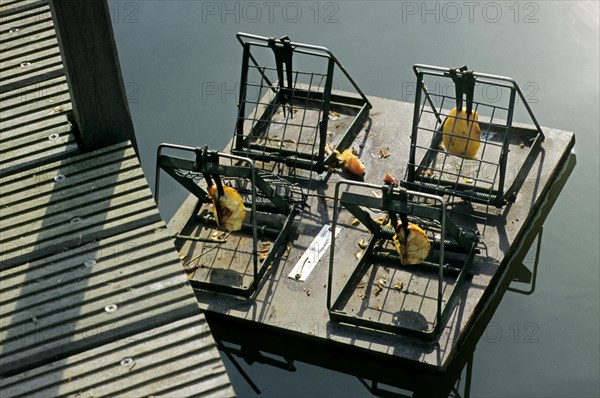 Rat traps with bait for trapping muskrats