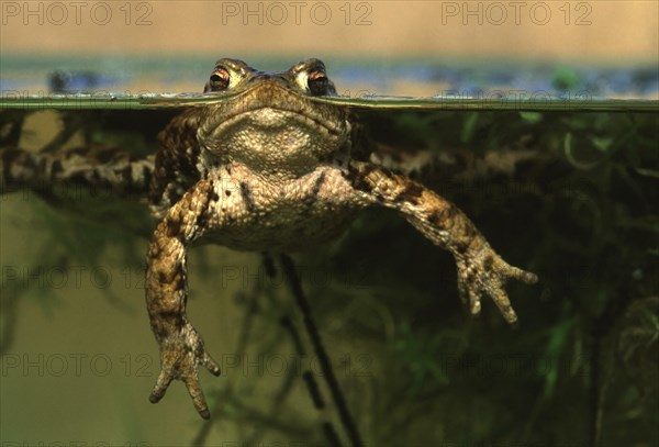 Common toad