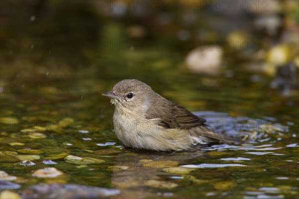 Garden warbler