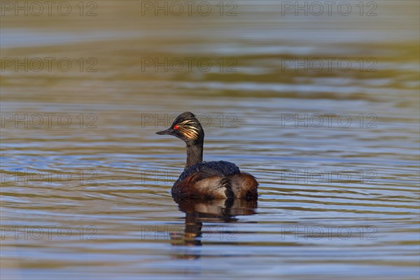 Black-necked grebe