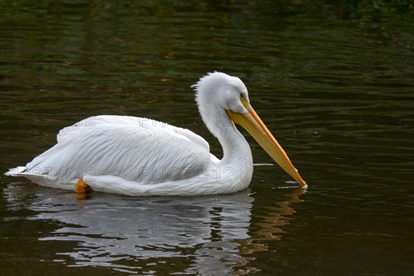 American white pelican