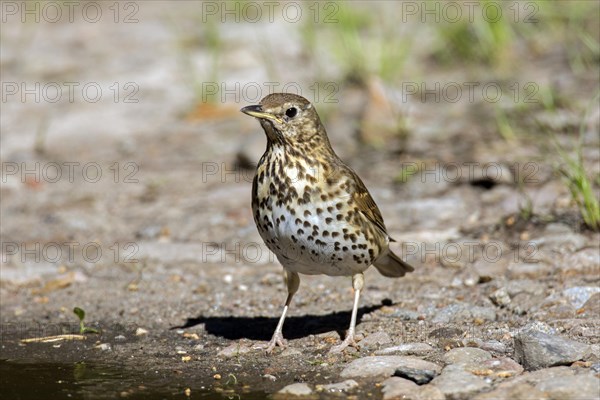 Song thrush