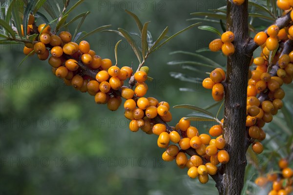 Common Sea-buckthorn