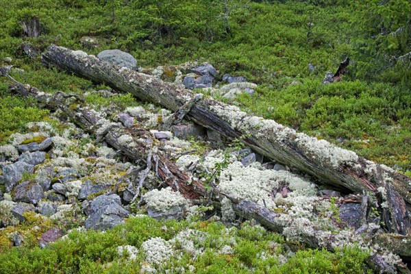 Fallen pine tree trunk covered in reindeer lichen left to rot in virgin forest at Fulufjaellet