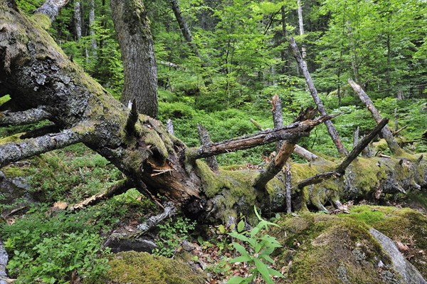 Fallen and broken tree trunk covered in moss