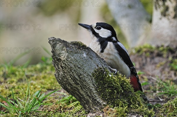 Great spotted woodpecker