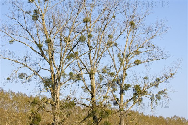 Mistletoe