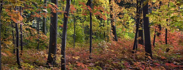 Northern red oak