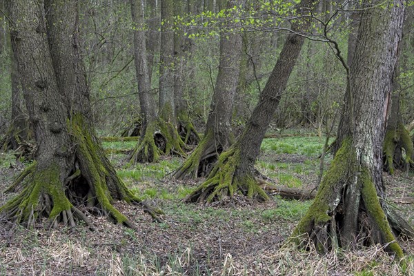 European Alder