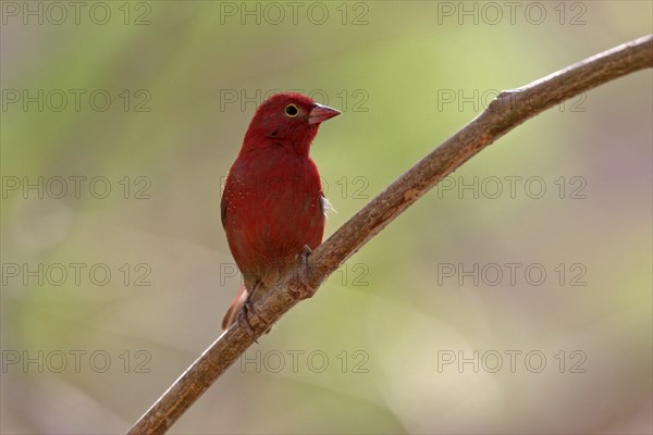 Red-billed firefinch