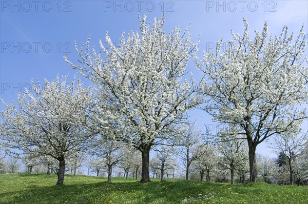 Orchard with cherry trees blossoming