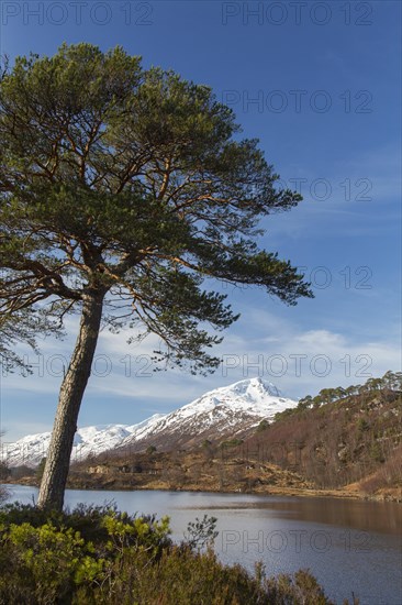 Scots pine