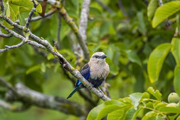 Blue-bellied roller