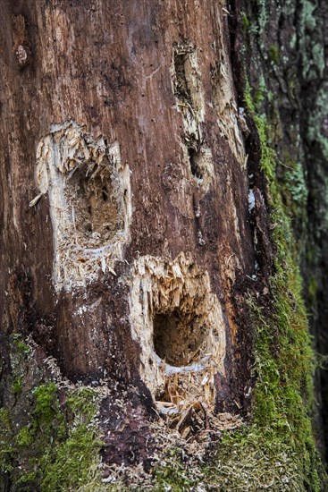 Several holes in tree trunk hammered by woodpecker looking for grubs in dead wood in forest