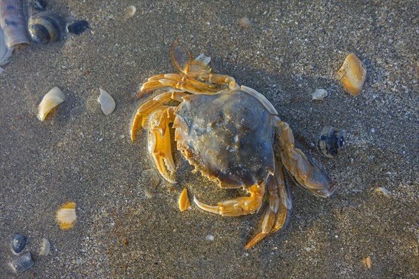 Dead flying crab