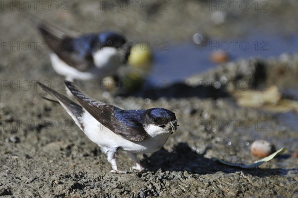 House martins