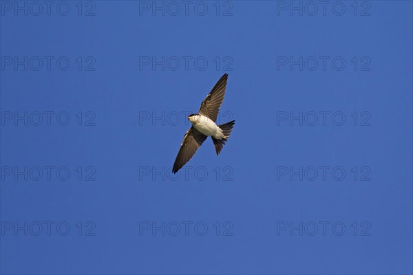 Common House Martin