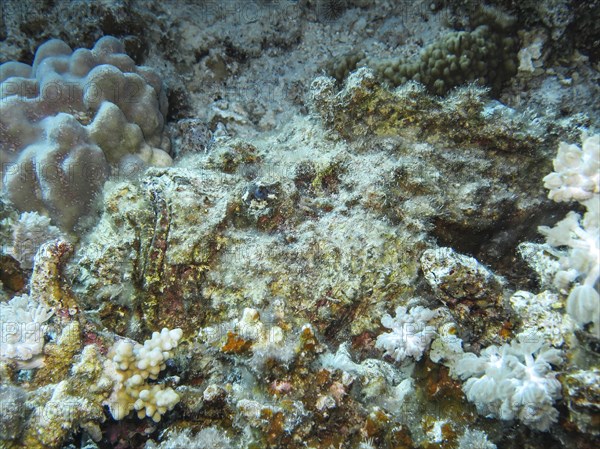 Stonefish