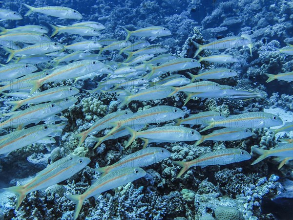 Shoal of yellow snapper fish