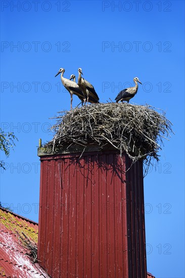 Young storks in a nest on a farmhouse