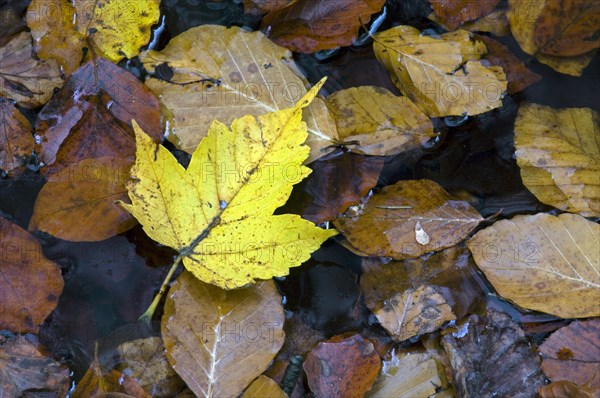 Fallen sycamore