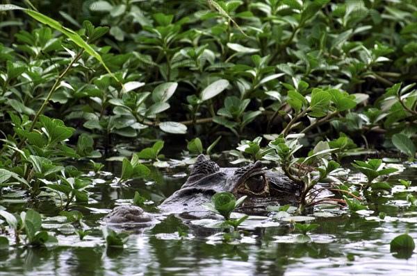 Spectacled caiman