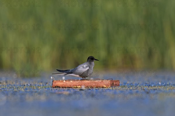 Black tern