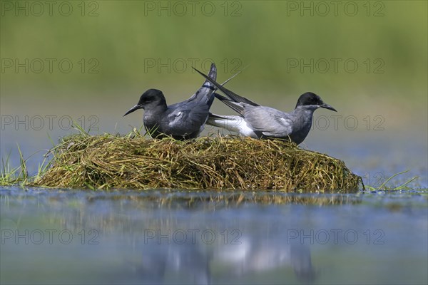 Black tern