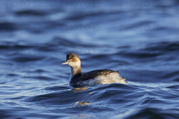 Black-necked grebe