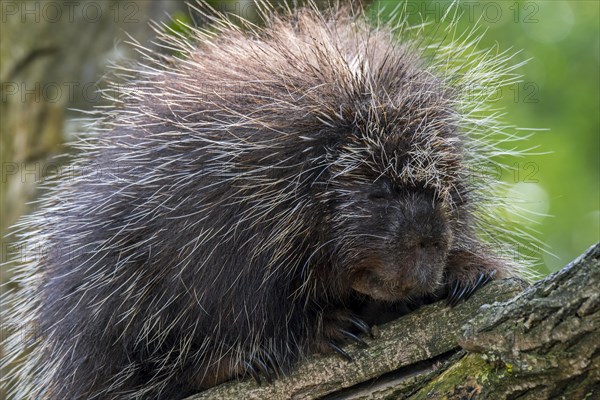 North American porcupine