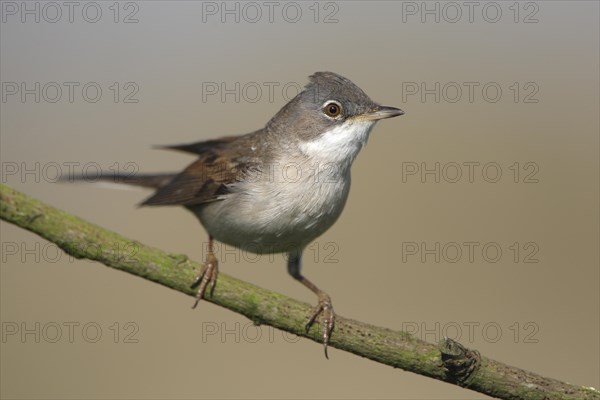 Common Whitethroat