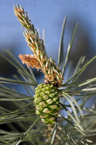 Branch with female flowers and cones of Scots Pine