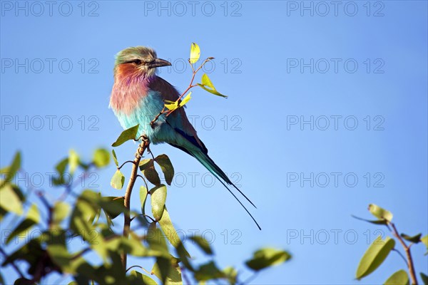 Lilac-breasted Roller