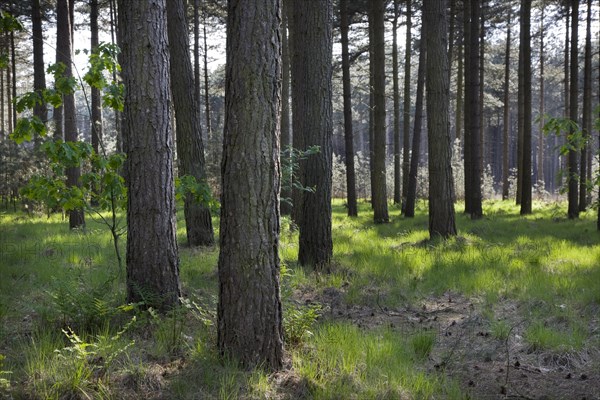 European black pine