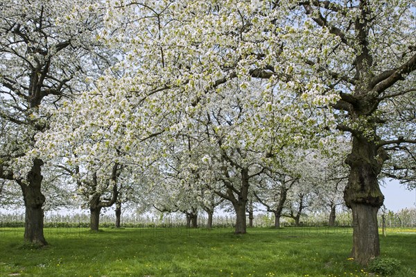 Orchard with cherry trees blossoming