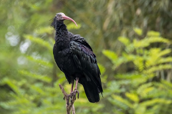 Northern bald ibis