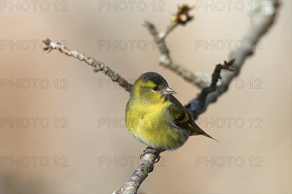 Eurasian siskin