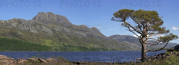 Scots pine tree