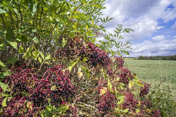 European elder