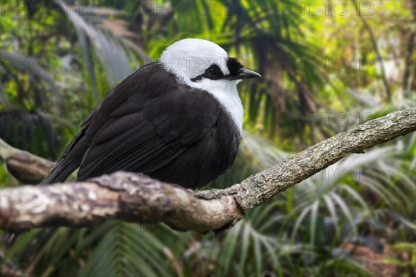 Sumatran laughingthrush