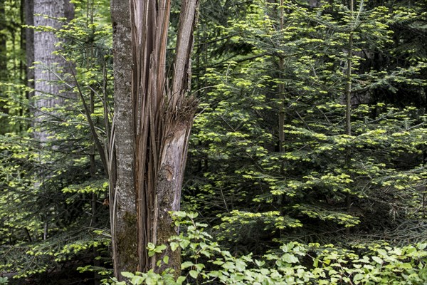 Storm damage in forest showing broken tree trunk