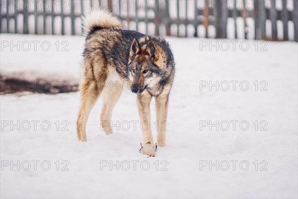 Lonely Siberian husky walks in snowy weather in a dog shelter