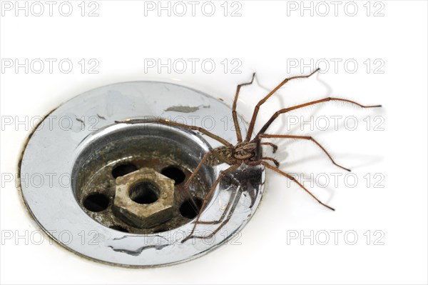 Giant house spider