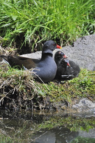 Common Moorhen