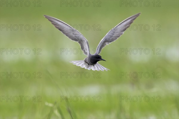 Black tern