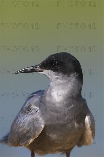 Close up portrait of black tern