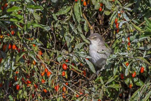 Barred warbler