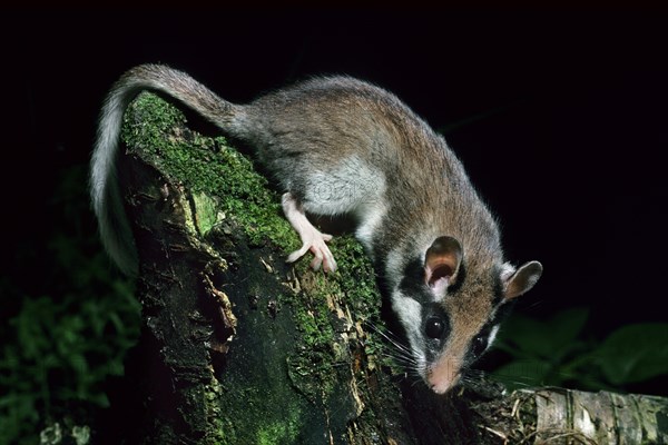 Garden dormouse