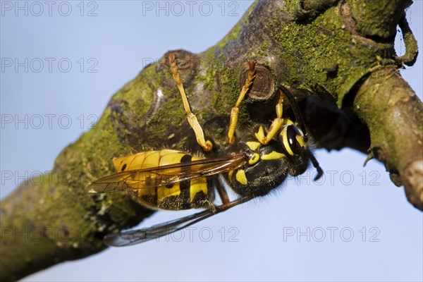 German wasp