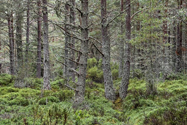 Scots Pine